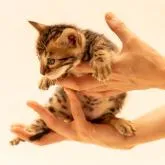 ベンガル【神奈川県・男の子・2022年5月23日・ブラウンスポテッドタビー】の写真5「6/26撮影」