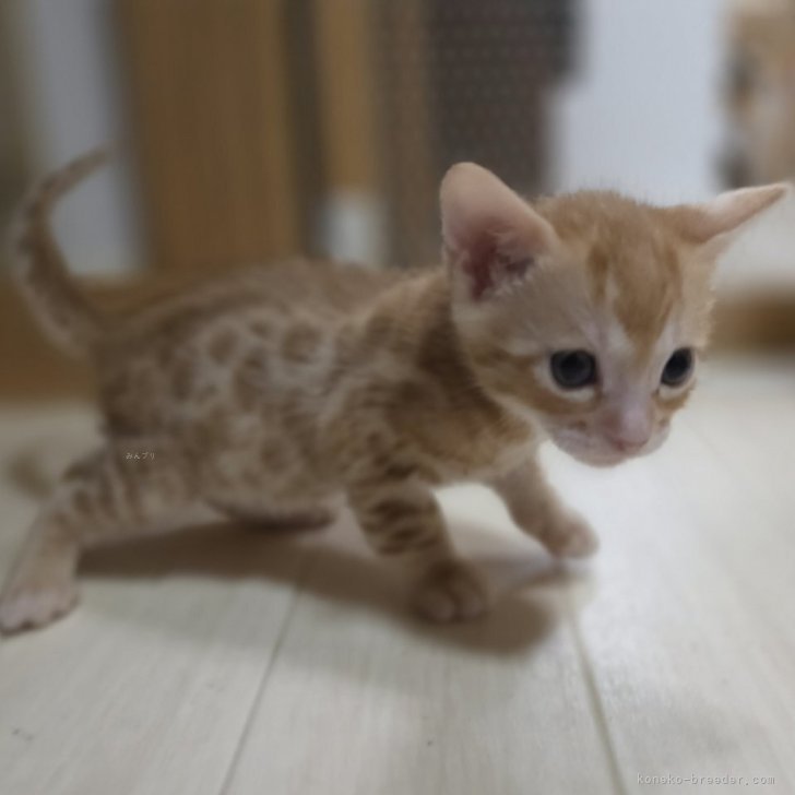 ブリーダー画像