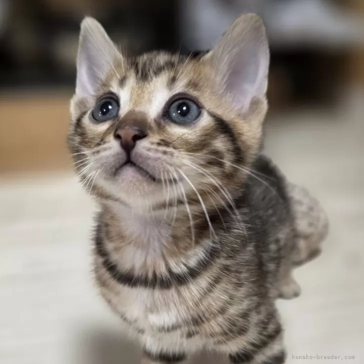 ベンガル【神奈川県・男の子・2025年11月11日・ブラウンスポテッドタビー(ロゼット)】の写真1