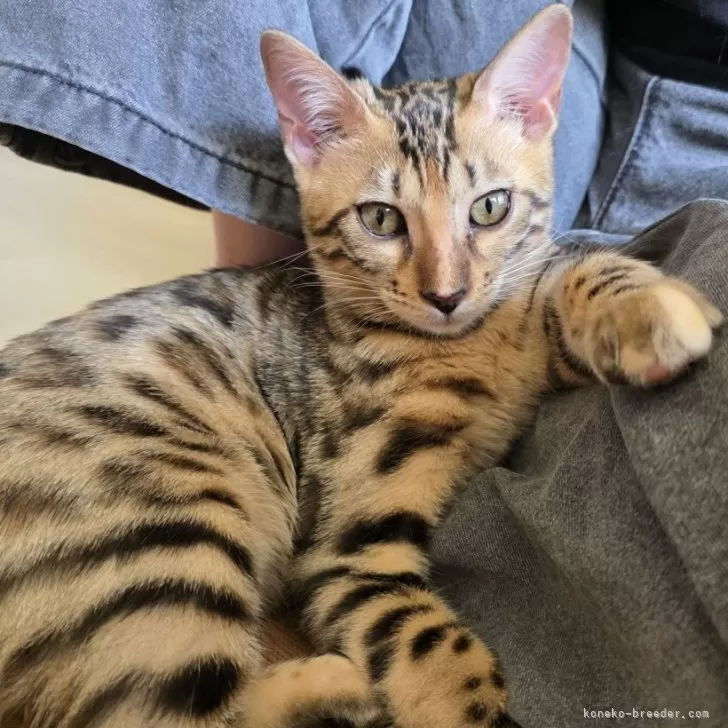 ID：2412-02095の子猫