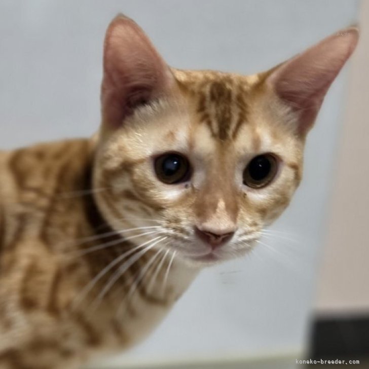 ブリーダー画像