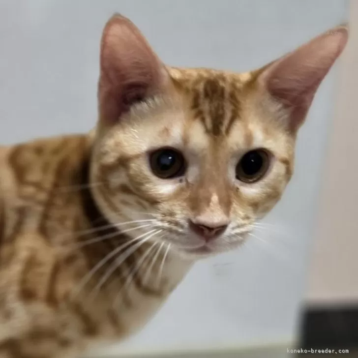 ベンガル【神奈川県・男の子・2025年1月11日・ブラウンスポテッドタビー (ロゼット)】の写真1
