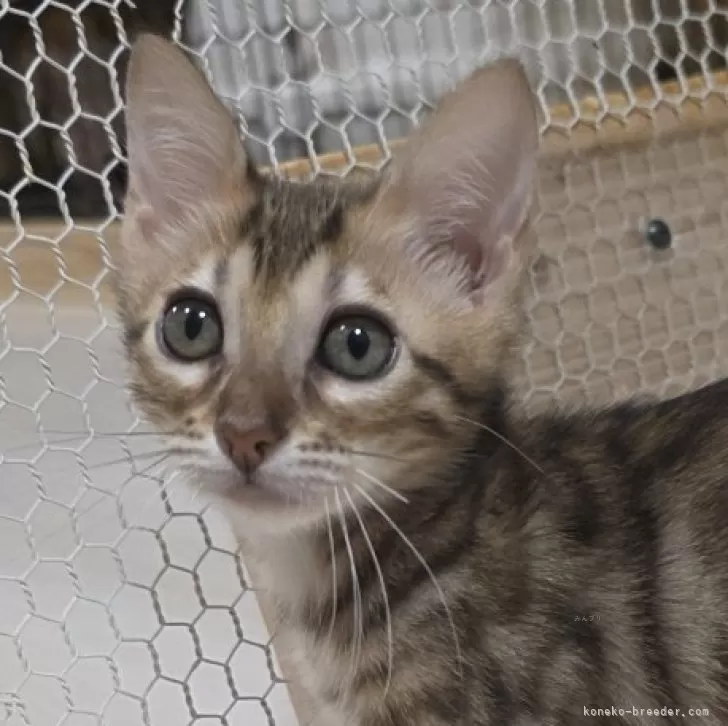 ID：2601-01717の子猫
