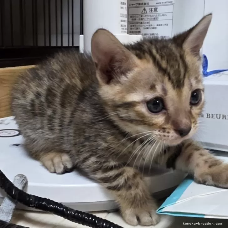 ID：2605-01397の子猫