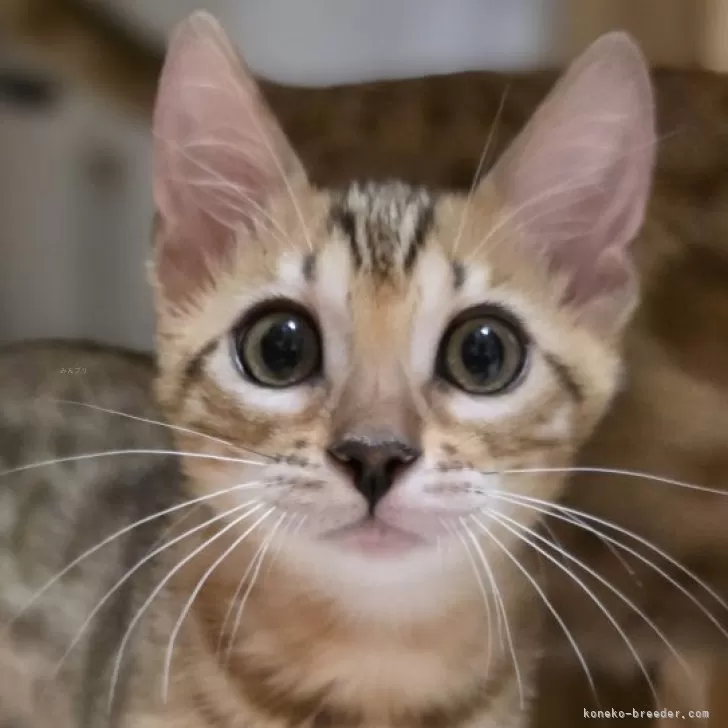 ID：2505-00579の子猫