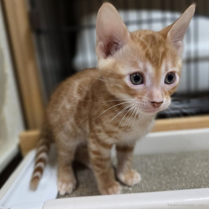 ブリーダー画像