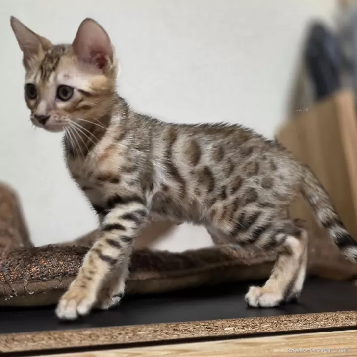 S.M 様のお迎えした子猫