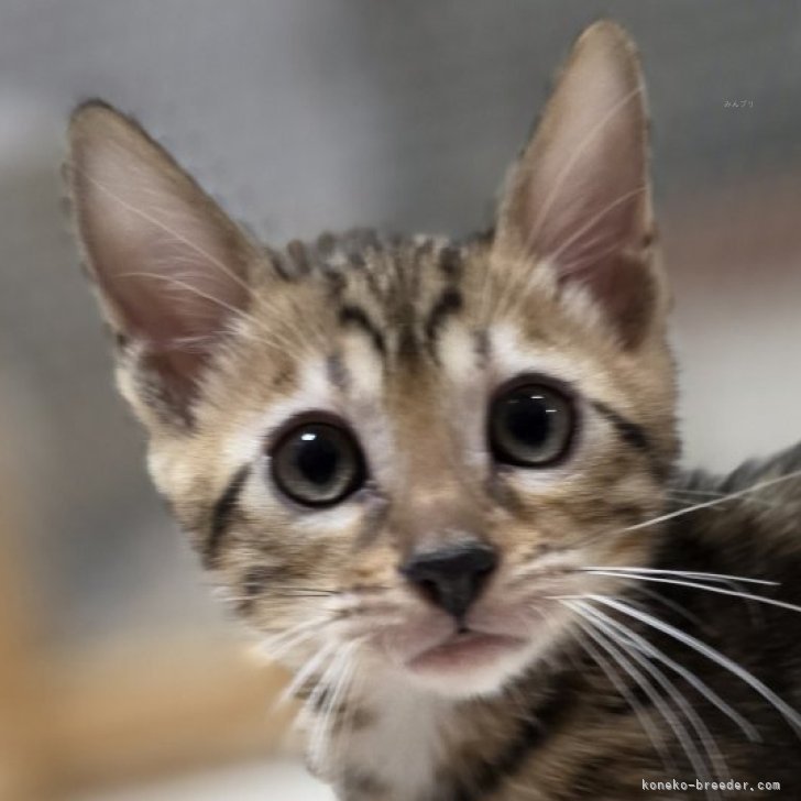 ブリーダー画像