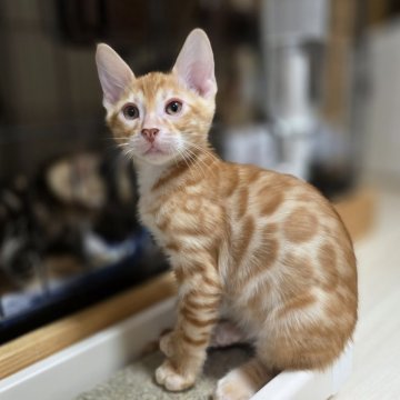 ベンガル【神奈川県・男の子・2025年9月15日・ブラウンスポテッドタビー (ロゼット)（短毛）】の写真「レッドカラー♡将来有望なイケメンくん♡」