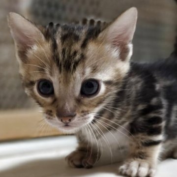 ベンガル【神奈川県・男の子・2025年10月27日・ブラウンマーブルドタビー（短毛）】の写真「お顔がキュートで柄も綺麗なマーブルくん♡」