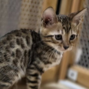 ベンガル【神奈川県・男の子・2025年9月15日・ブラウンスポテッドタビー (ロゼット)（短毛）】の写真「♡将来有望なイケメンくん♡」