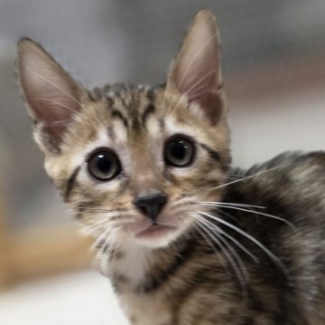 ベンガル【神奈川県・男の子・2025年9月15日・ブラウンスポテッドタビー (ロゼット)（短毛）】の写真「パパ似♡将来有望なイケメンくん♡」