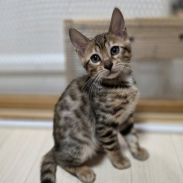 ベンガル【神奈川県・男の子・2025年9月15日・ブラウンスポテッドタビー (ロゼット)（短毛）】の写真「パパ似♡将来有望なイケメンくん♡」