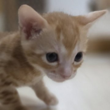 ベンガル【神奈川県・男の子・2025年10月14日・ブラウンスポテッドタビー (ロゼット)（短毛）】の写真「可愛いは正義♡レッドカラー♡」