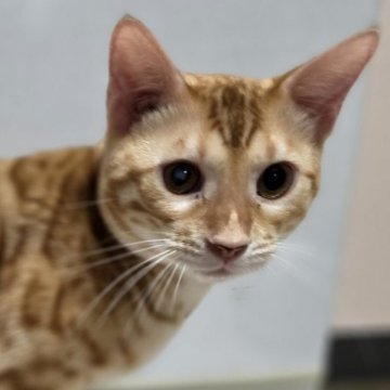 ベンガル【神奈川県・男の子・2025年1月11日・ブラウンスポテッドタビー (ロゼット)（短毛）】の写真「膝乗りベタベタです♡片目に白濁あり」