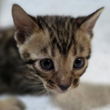 ベンガル【神奈川県・男の子・2025年11月11日・ブラウンスポテッドタビー(ロゼット)（短毛）】の写真「♡絶対可愛い♡」
