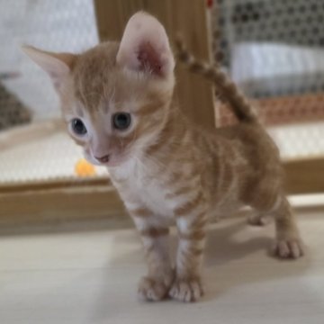 ベンガル【神奈川県・男の子・2025年9月15日・ブラウンスポテッドタビー (ロゼット)（短毛）】の写真「レッドカラー♡将来有望なイケメンくん♡」