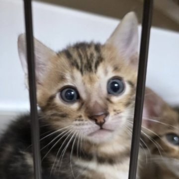 ベンガル【神奈川県・男の子・2025年10月27日・ブラウンマーブルドタビー（短毛）】の写真「綺麗なマーブルくん♡」