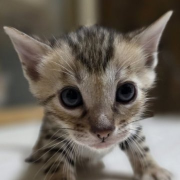 ベンガル【神奈川県・男の子・2025年10月27日・ブラウンスポテッドタビー (ロゼット)（短毛）】の写真「可愛いは正義♡」