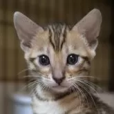 ベンガル