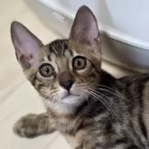 ベンガル