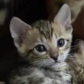 ベンガル