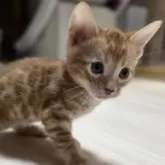 ベンガル