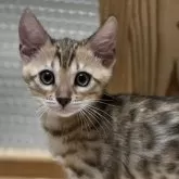 ベンガル