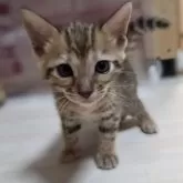 ベンガル