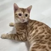 ベンガル