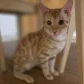 ベンガル