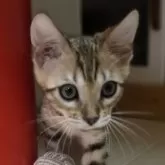 ベンガル