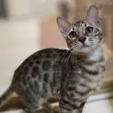ベンガル