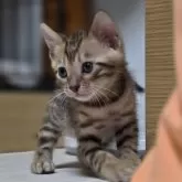 ベンガル
