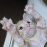 ベンガル