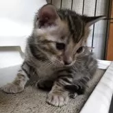 ベンガル