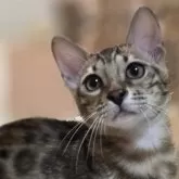 ベンガル