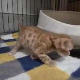 ベンガル【神奈川県・男の子・2025年10月14日・ブラウンスポテッドタビー (ロゼット)】の写真4