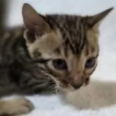 ベンガル【神奈川県・男の子・2025年11月11日・ブラウンスポテッドタビー(ロゼット)】の写真4