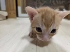 ベンガル【神奈川県・男の子・2025年10月14日・ブラウンスポテッドタビー (ロゼット)】の写真5