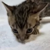 ベンガル【神奈川県・男の子・2025年11月11日・ブラウンスポテッドタビー(ロゼット)】の写真5