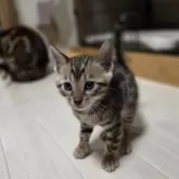 ベンガル【神奈川県・男の子・2025年9月15日・ブラウンスポテッドタビー (ロゼット)】の写真6