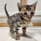 ベンガル【神奈川県・女の子・2024年11月16日・ブラウンスポテッドタビー(ロゼット)】の写真7