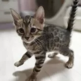 ベンガル【神奈川県・男の子・2025年9月15日・ブラウンスポテッドタビー (ロゼット)】の写真9