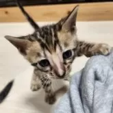 ベンガル【神奈川県・女の子・2024年11月16日・ブラウンスポテッドタビー(ロゼット)】の写真9