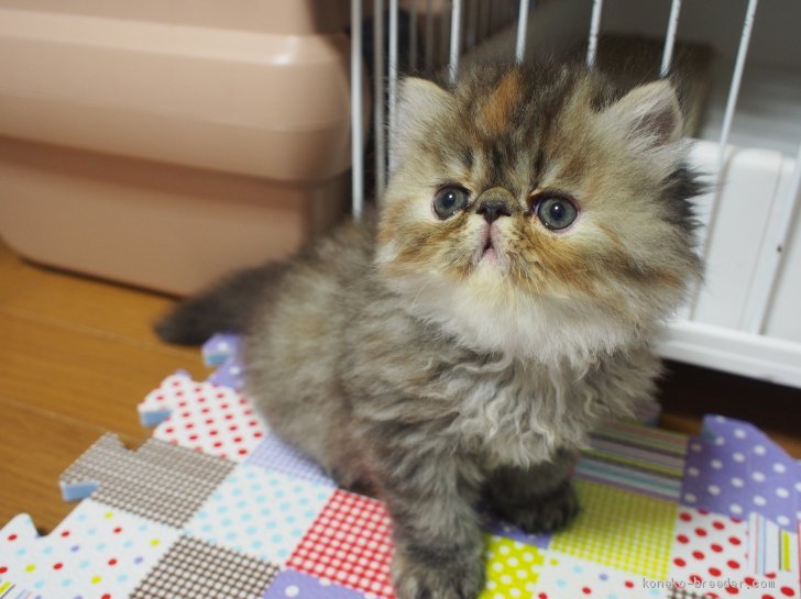 大曽根千恵ブリーダーのブログ：もうすぐ募集予定の子猫