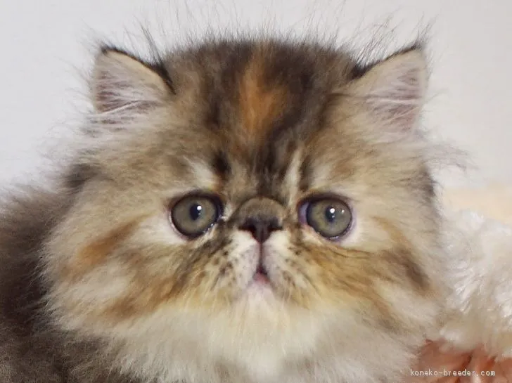 ID:1908-00711の子猫