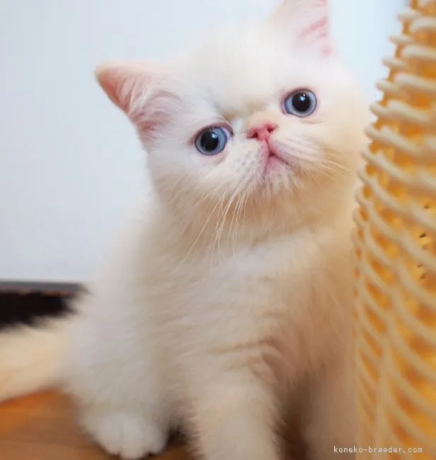 ぐりぐら 様のお迎えした子猫