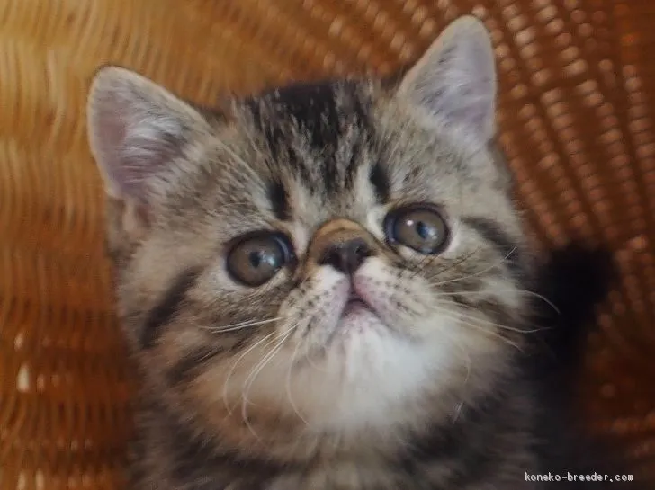 ゆうちゃん 様のお迎えした子猫