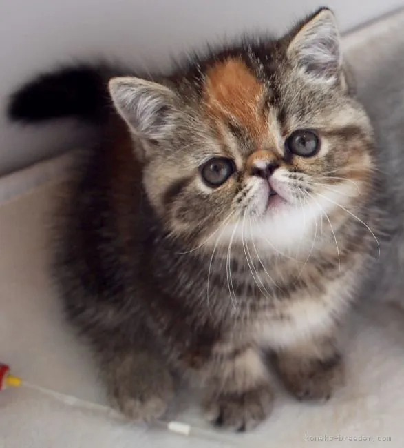 ID：2105-00989の子猫